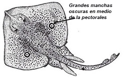 Raja polystigma01.jpg